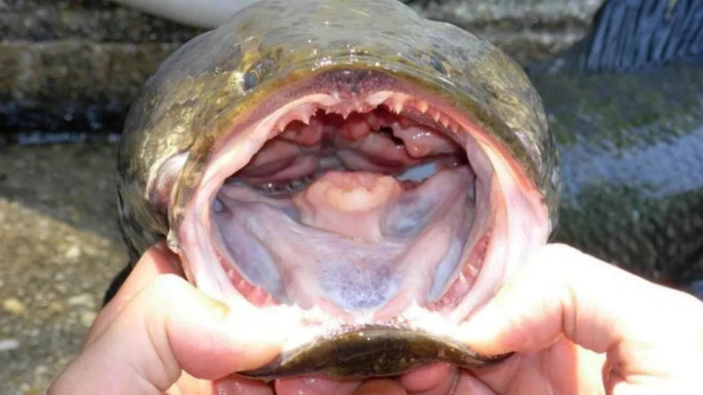 Peixe invasor agressivo, carnívoro, que respira ar e anda em terra pode ser na próxima praga dos EUA