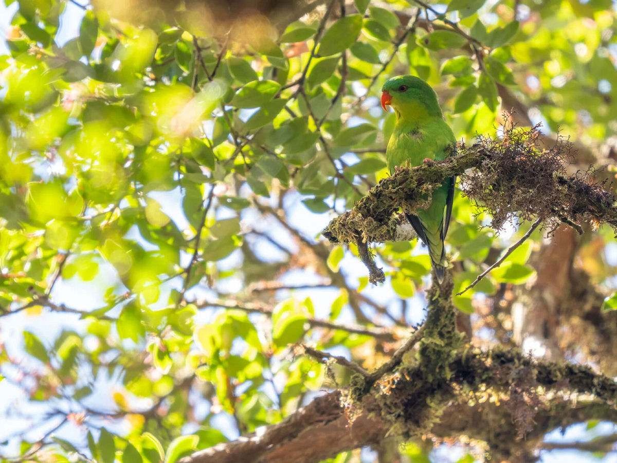 As novas fotos de um papagaio visto apenas duas vezes em um s�culo