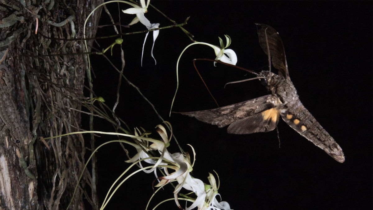 Perseguindo fantasmas: documentário desmascara a teoria sobre o que poliniza a orquídea-fantasma