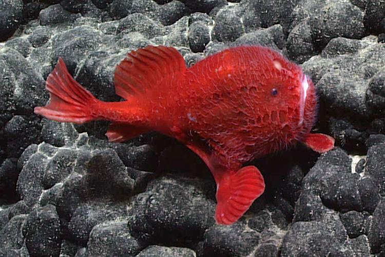 Dois raros peixes-diabo vermelhos são avistados em águas profundas da Micronésia