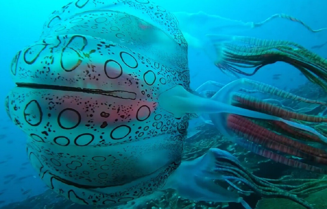 Mergulhador encontrou uma das águas-vivas mais raras do mundo