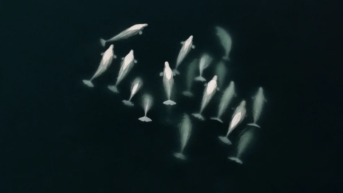 Transmisso ao vivo de belugas mostra a migrao pica de vero das baleias-brancas