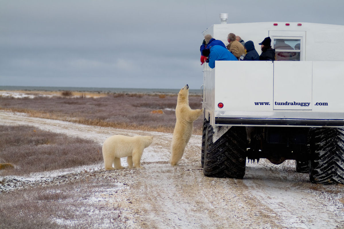 Churchill, a capital do urso-polar no Canad