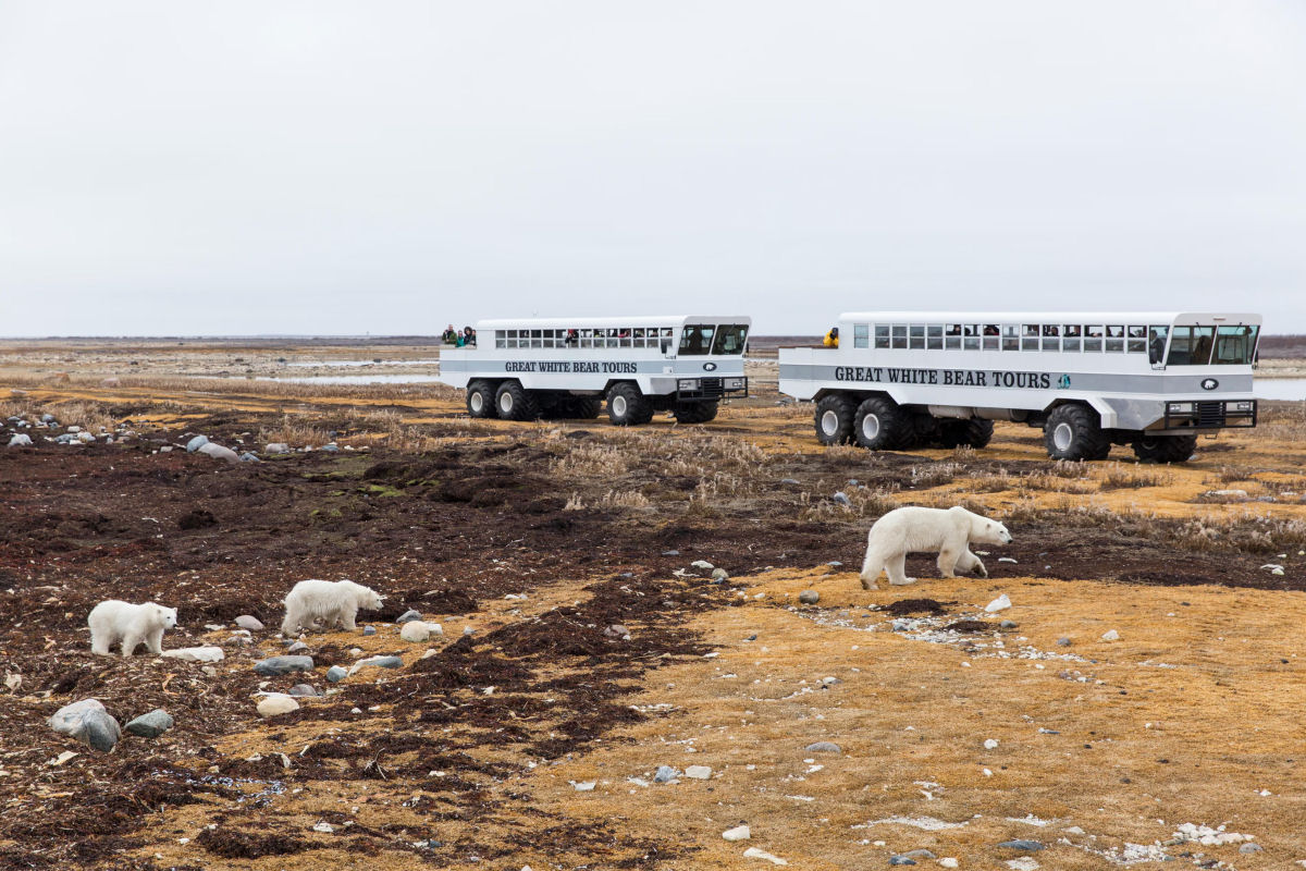 Churchill, a capital do urso-polar no Canad