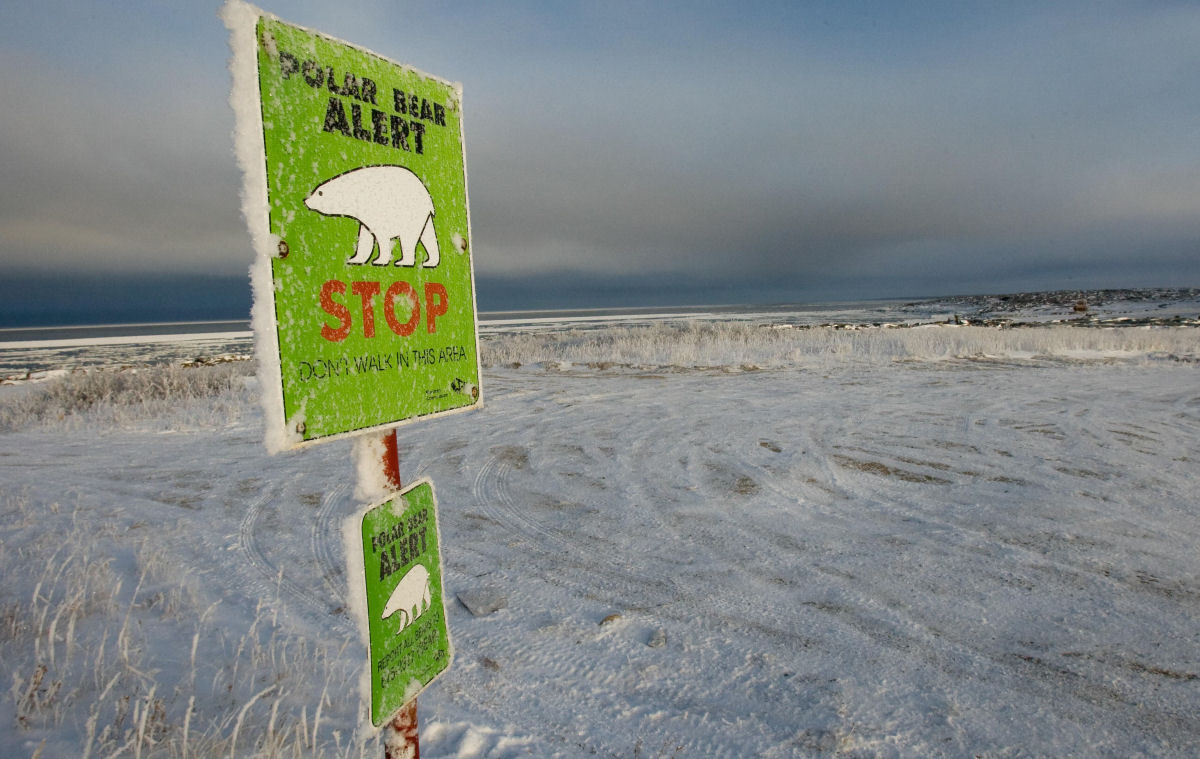 Churchill, a capital do urso-polar no Canad