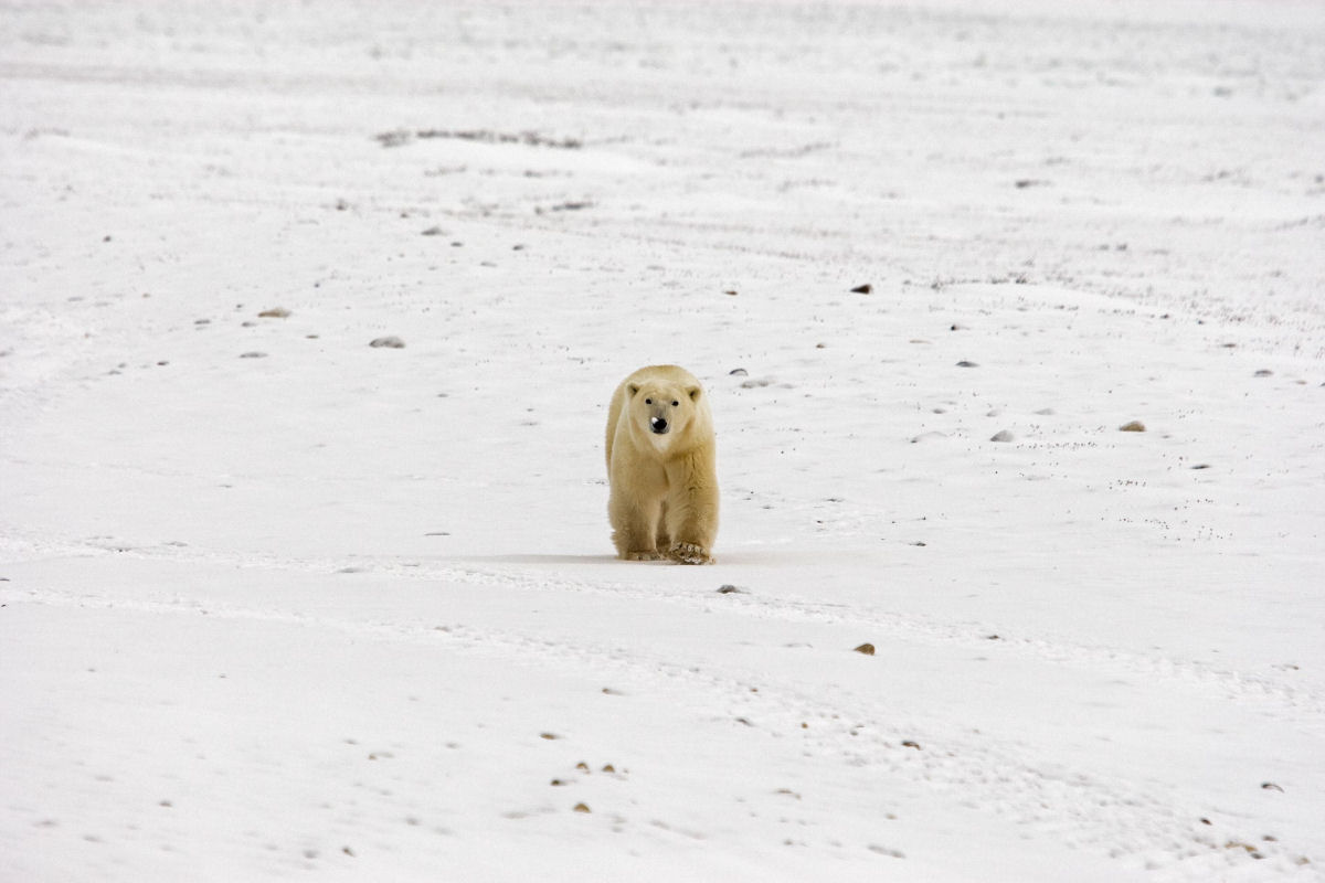 Churchill, a capital do urso-polar no Canad