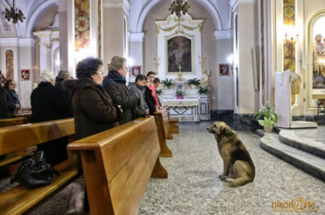 Cão vai à missa todos os dias esperando encontrar sua dona que morreu
