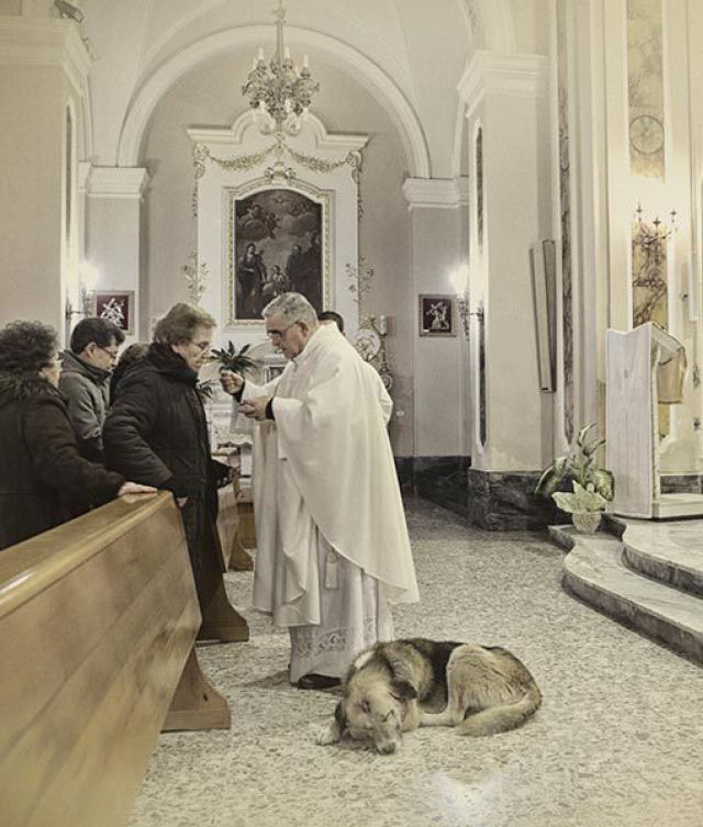 Cão vai à missa todos os dias esperando encontrar sua dona que morreu
