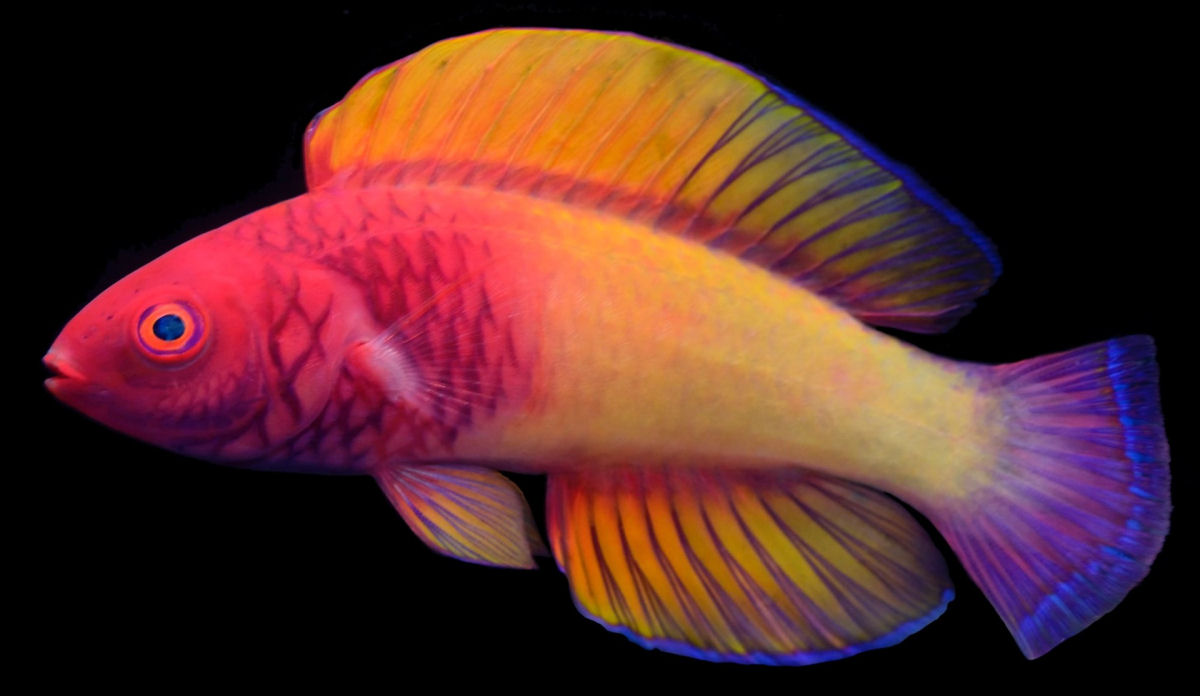 Novo peixe de águas profundas da cor do arco-íris oficialmente descrito por cientistas nas Maldivas