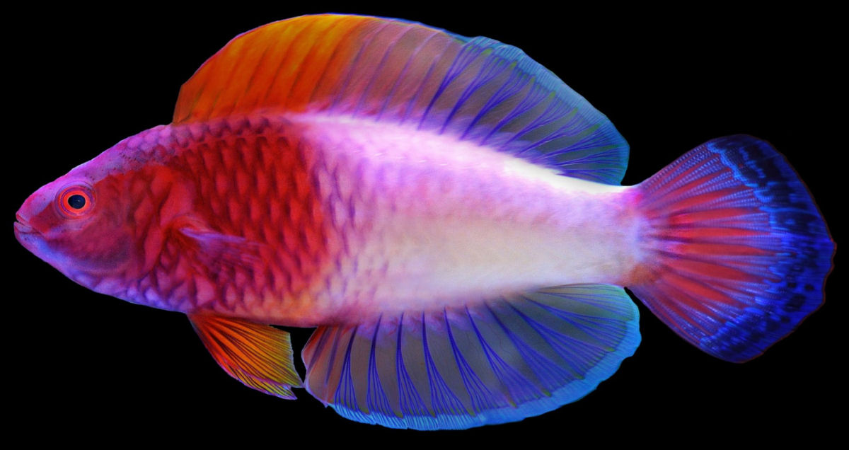 Novo peixe de águas profundas da cor do arco-íris oficialmente descrito por cientistas nas Maldivas