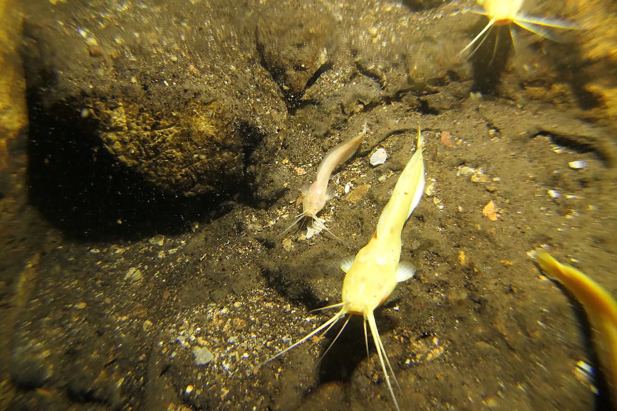 Um dos peixes mais ameaados do mundo est isolado em um lago subterrneo namibiano?