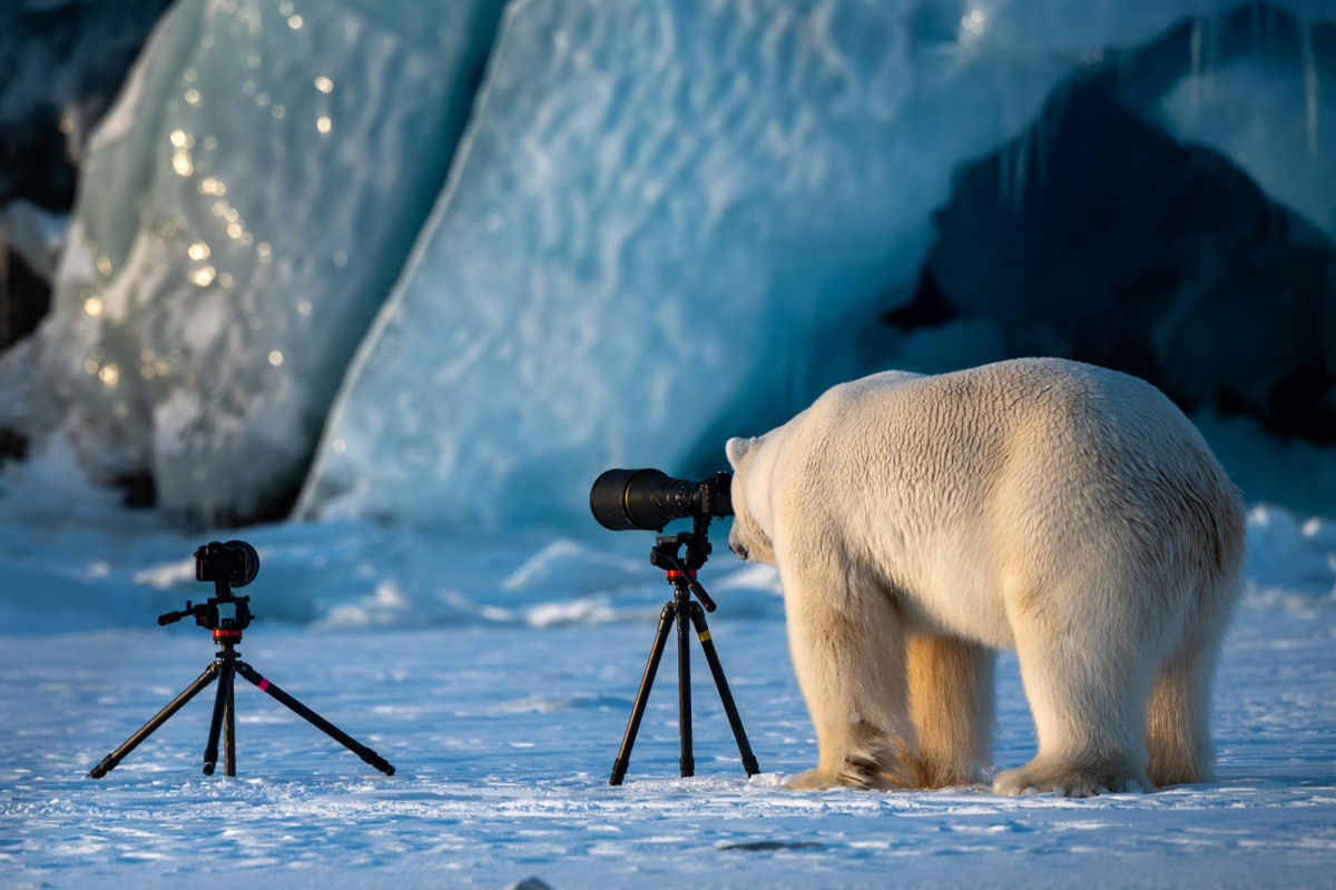 Os engraados finalistas do concurso de Fotografia Cmica de Vida Selvagem deste ano 05