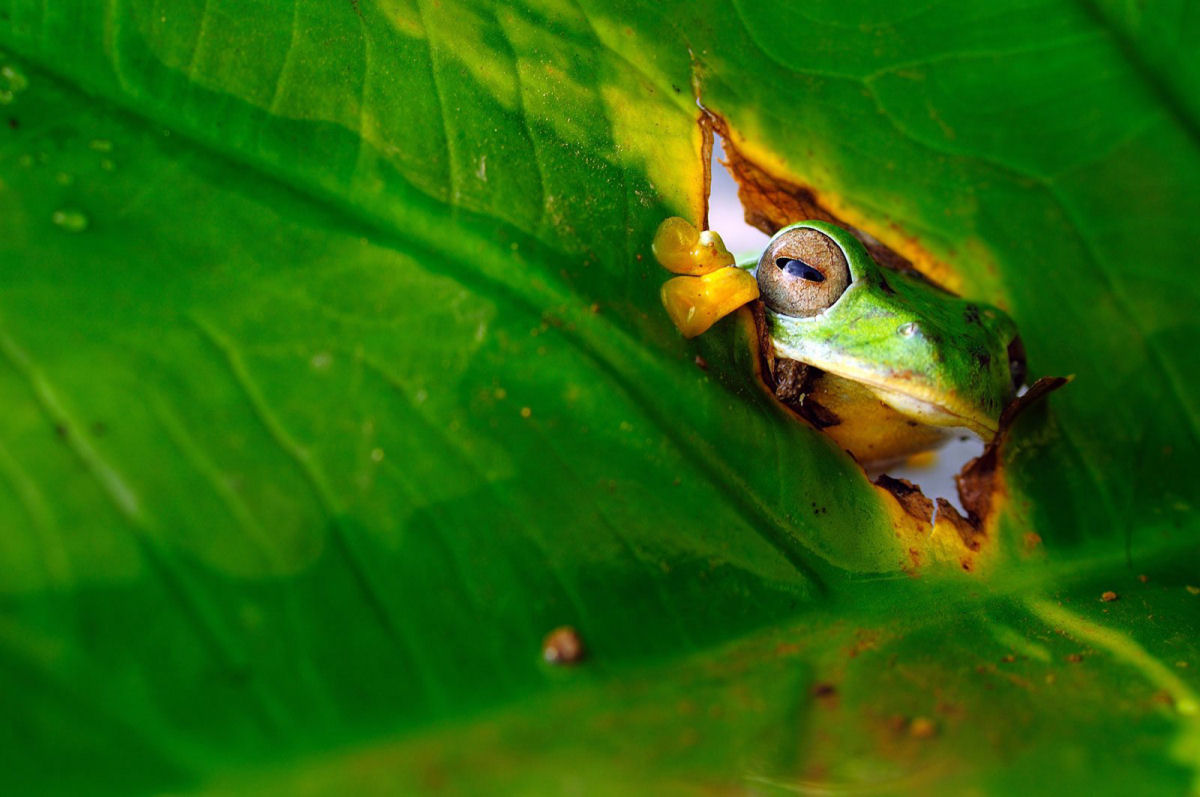 Os engraados finalistas do concurso de Fotografia Cmica de Vida Selvagem deste ano 09