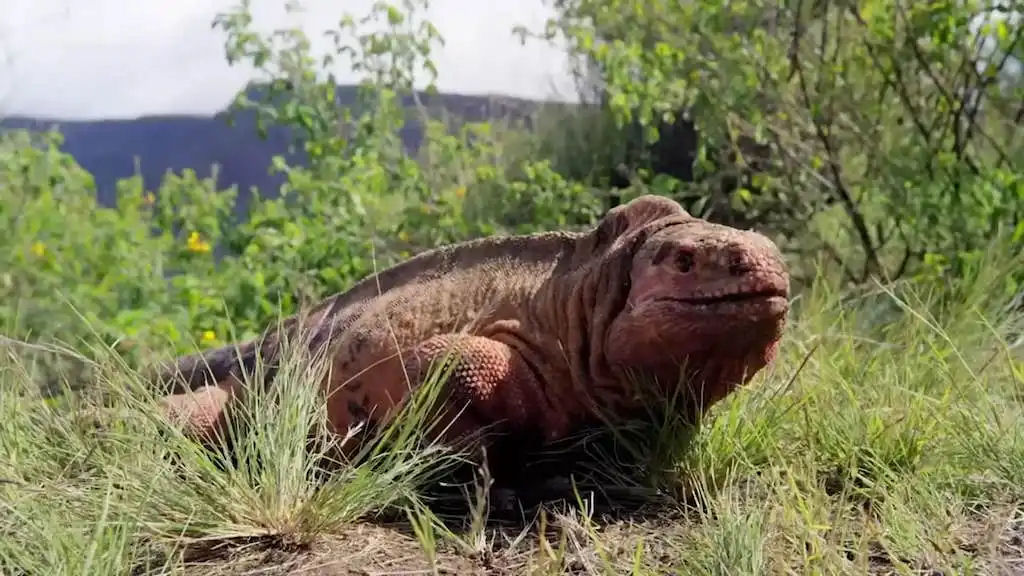 David Attenborough encontra uma iguana-rosa-gigante enquanto explora as Ilhas Galápagos