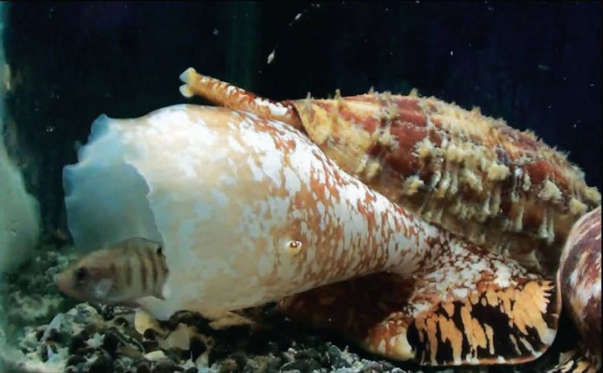 O caracol cone-geogrfico paralisa suas presas com insulina