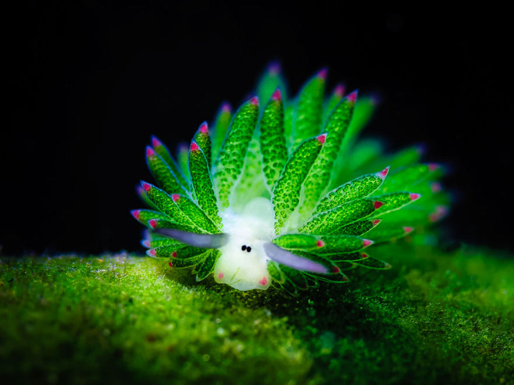 Esta adorvel ovelhinha marinha come tanta alga que faz fotossintese 05