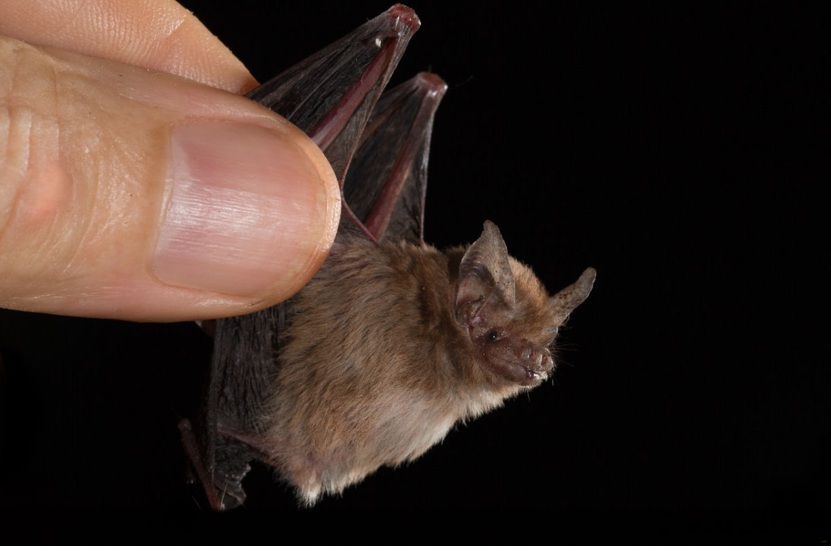 Morcego-abelha, o menor mamfero do mundo, pesa 2 gramas e cabe na ponta do dedo