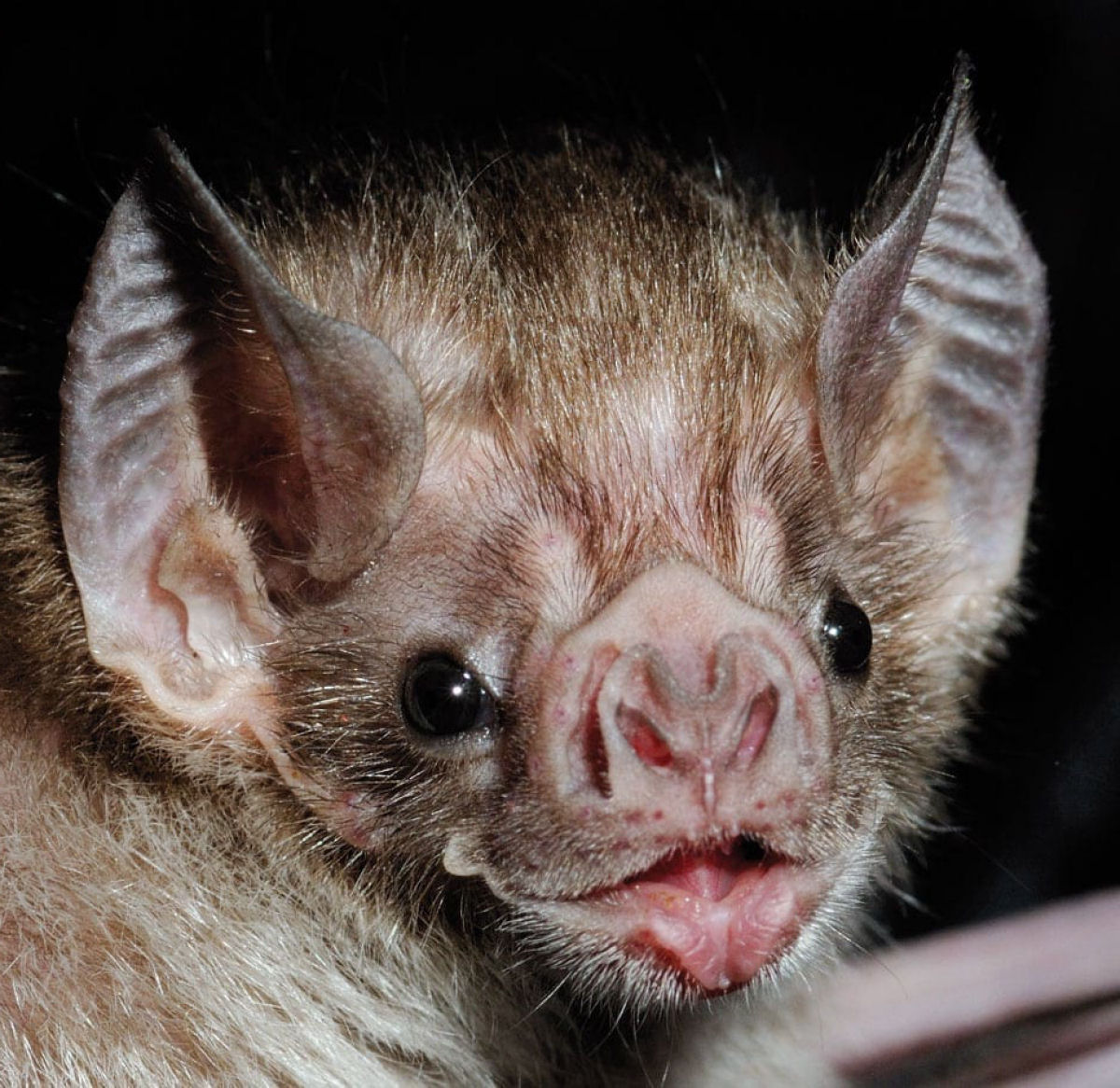 Morcego-abelha, o menor mamfero do mundo, pesa 2 gramas e cabe na ponta do dedo