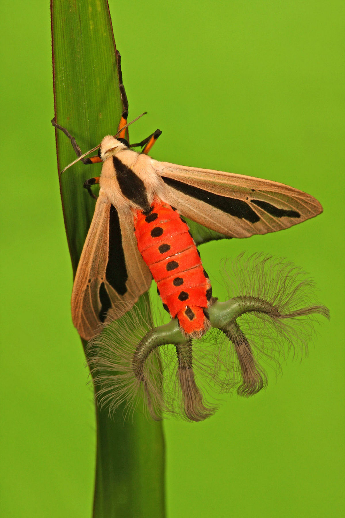 Esta mariposa  um dos insetos mais estranhos que voc vai ver hoje