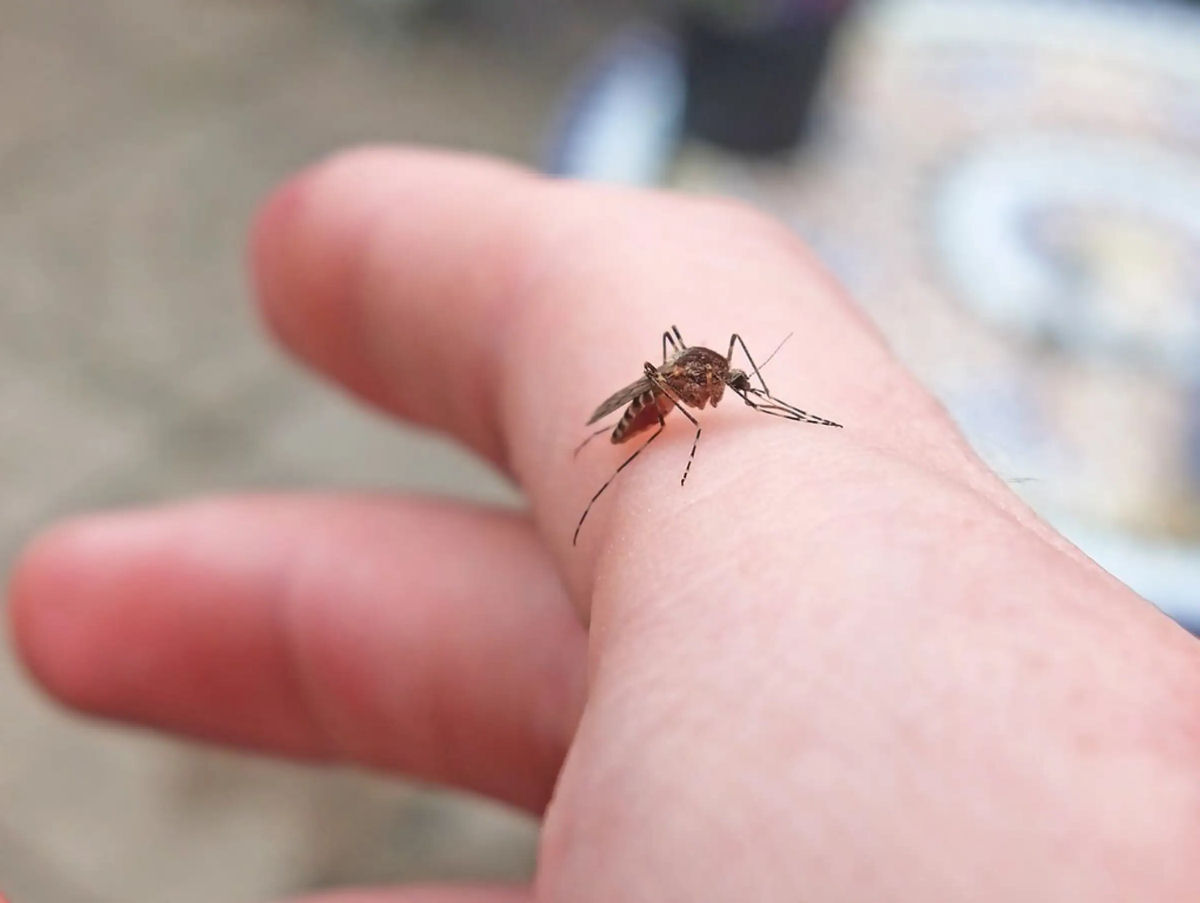 Mosquitos são encontrados na Islândia pela primeira vez