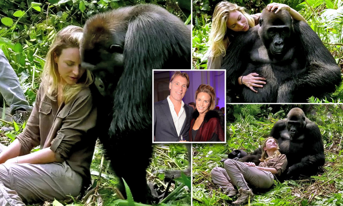 O momento comovente que a esposa de Damian Aspinall é aceita por gorilas selvagens
