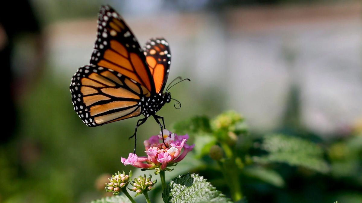É oficial: a borboleta monarca está em perigo de extinção