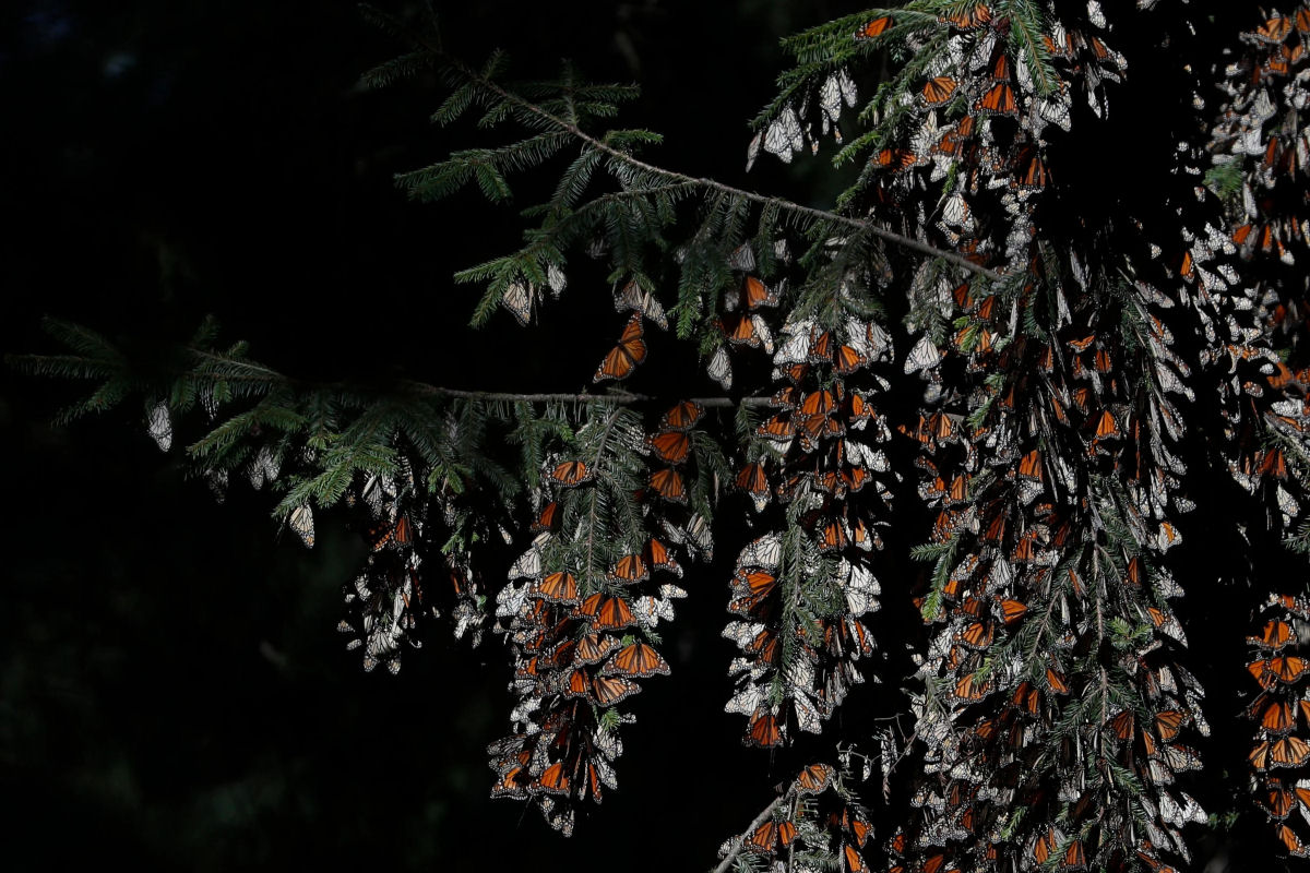É oficial: a borboleta monarca está em perigo de extinção