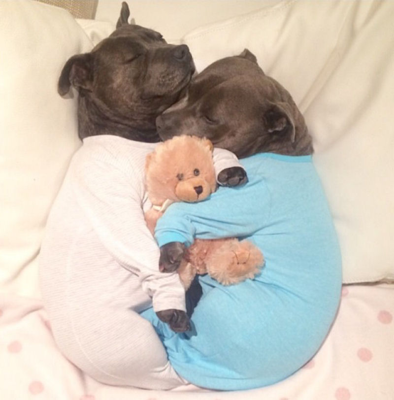 Adoráveis bull terriers têm festas do pijama e adoram dormir de conchinha 01