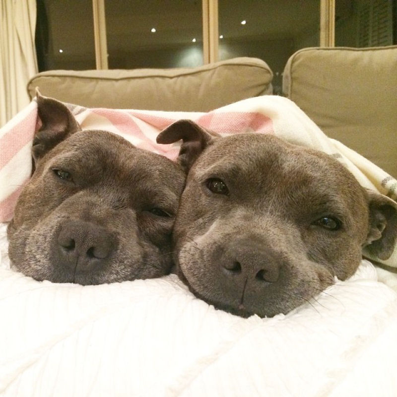 Adoráveis bull terriers têm festas do pijama e adoram dormir de conchinha 03