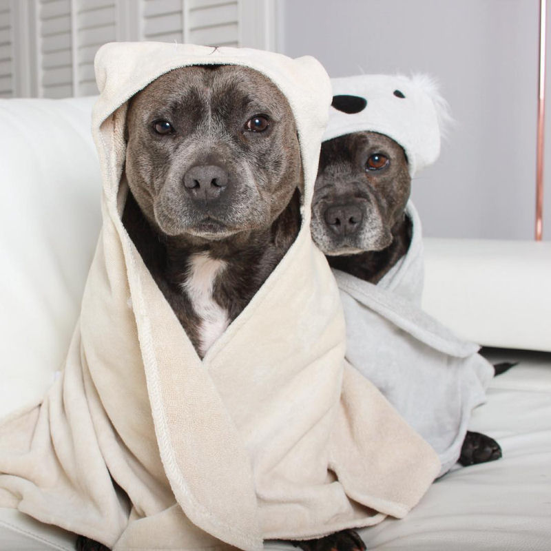 Adoráveis bull terriers têm festas do pijama e adoram dormir de conchinha 11