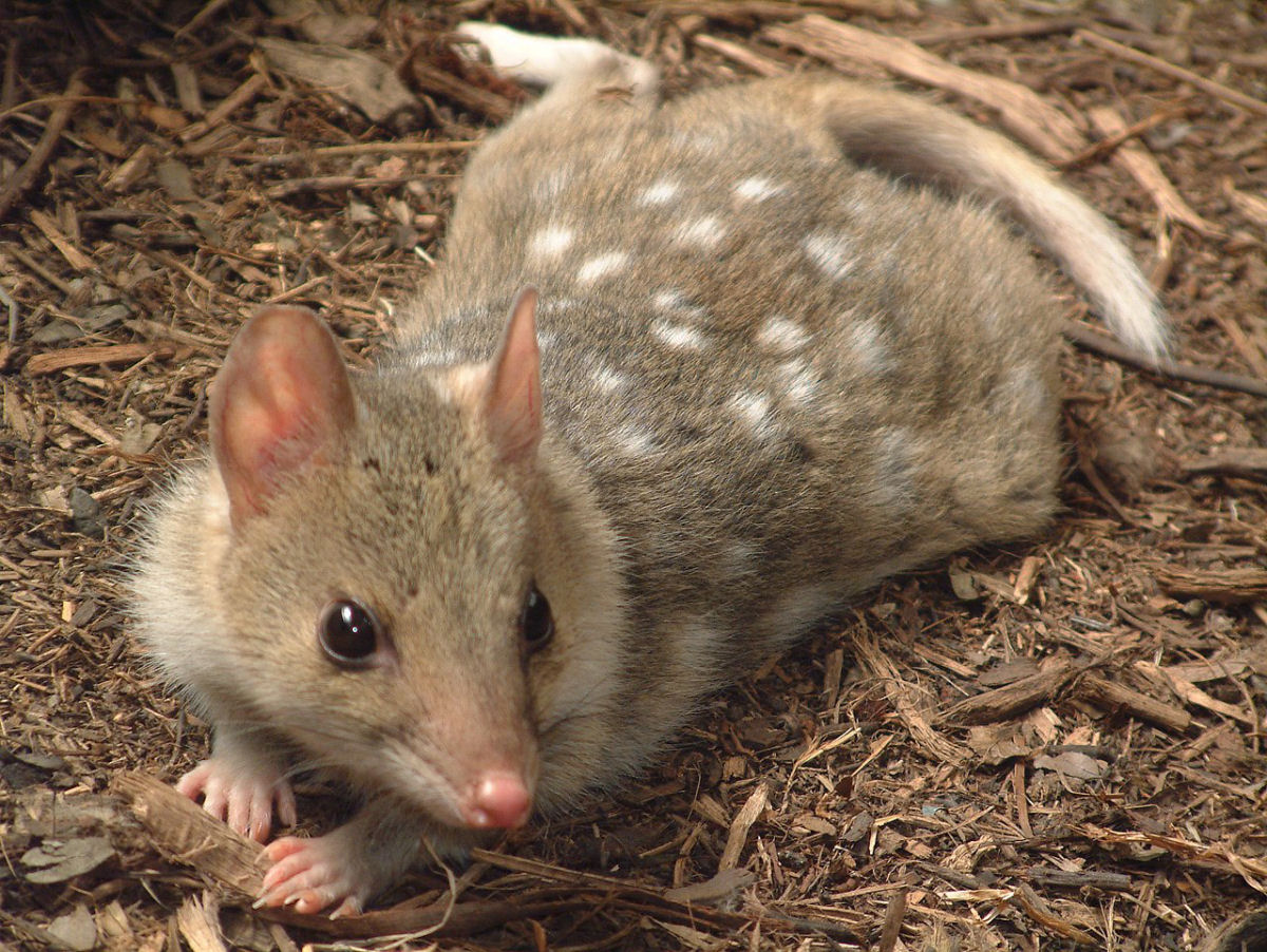 Muito sexo e pouco sono podem matar gatos-marsupiais ameaados