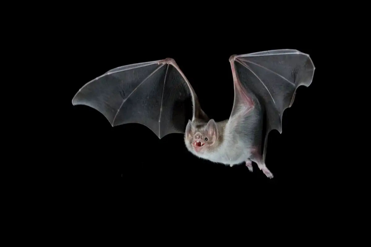 Como os morcegos-vampiros sugam o sangue de suas vítimas sem que elas percebam?