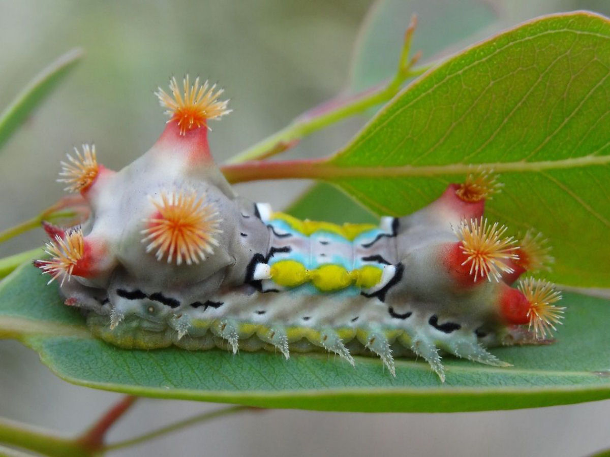 O veneno da lagarta da mariposa-manchada tem potencial para a criao de novos medicamentos