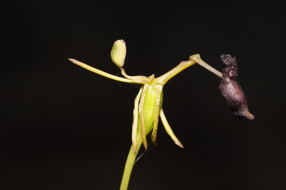 A sorrateira orquídea australiana que seduz uma vespa para polinizá-la