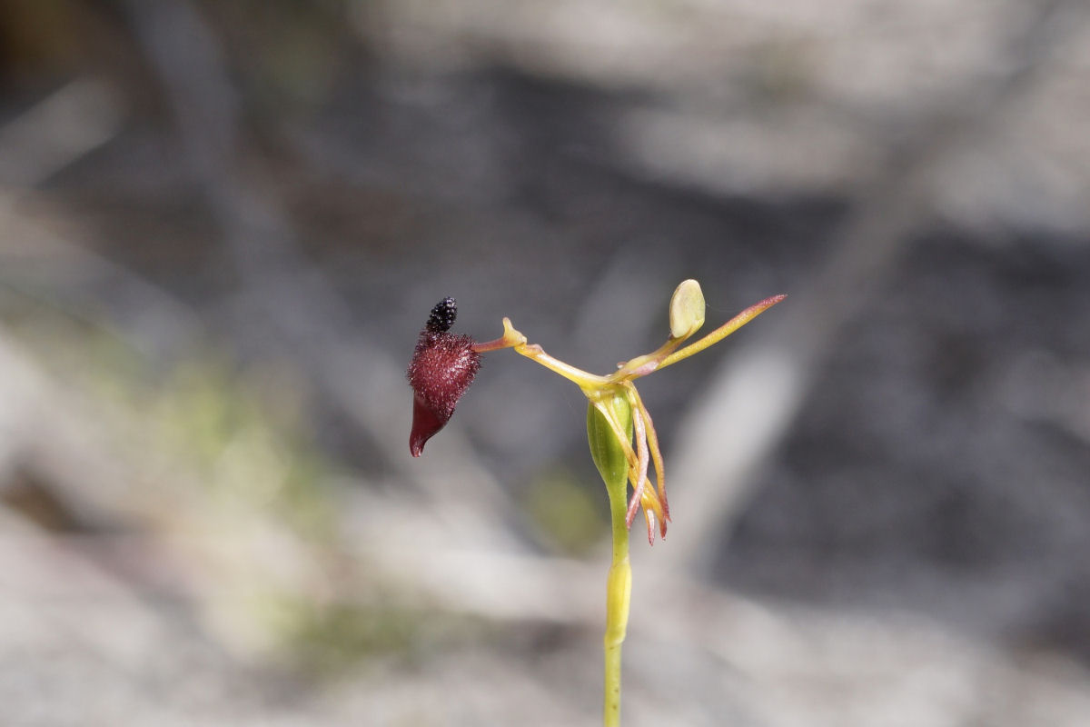 A sorrateira orquídea australiana que seduz uma vespa para polinizá-la
