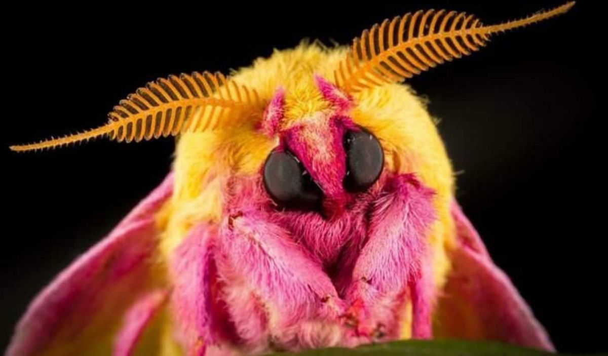No h consenso do porqu a mariposa-rosada desenvolveu suas cores