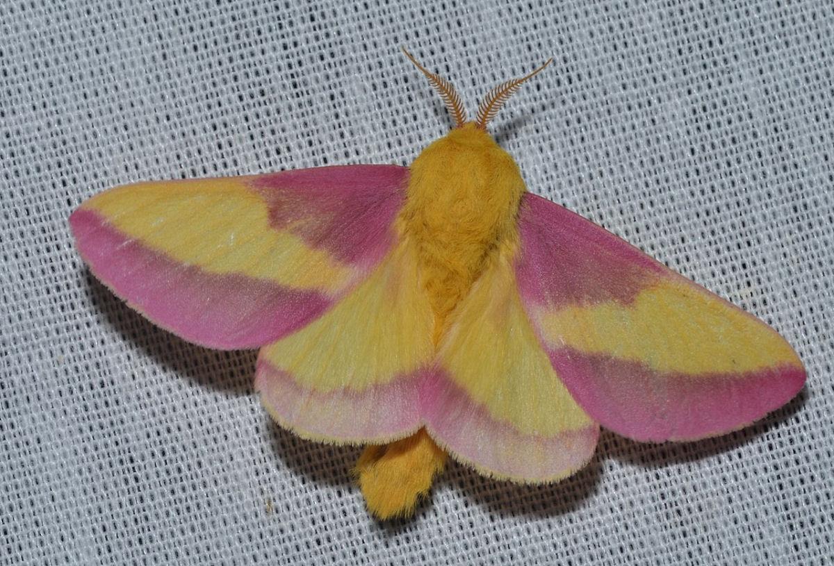 No h consenso do porqu a mariposa-rosada desenvolveu suas cores
