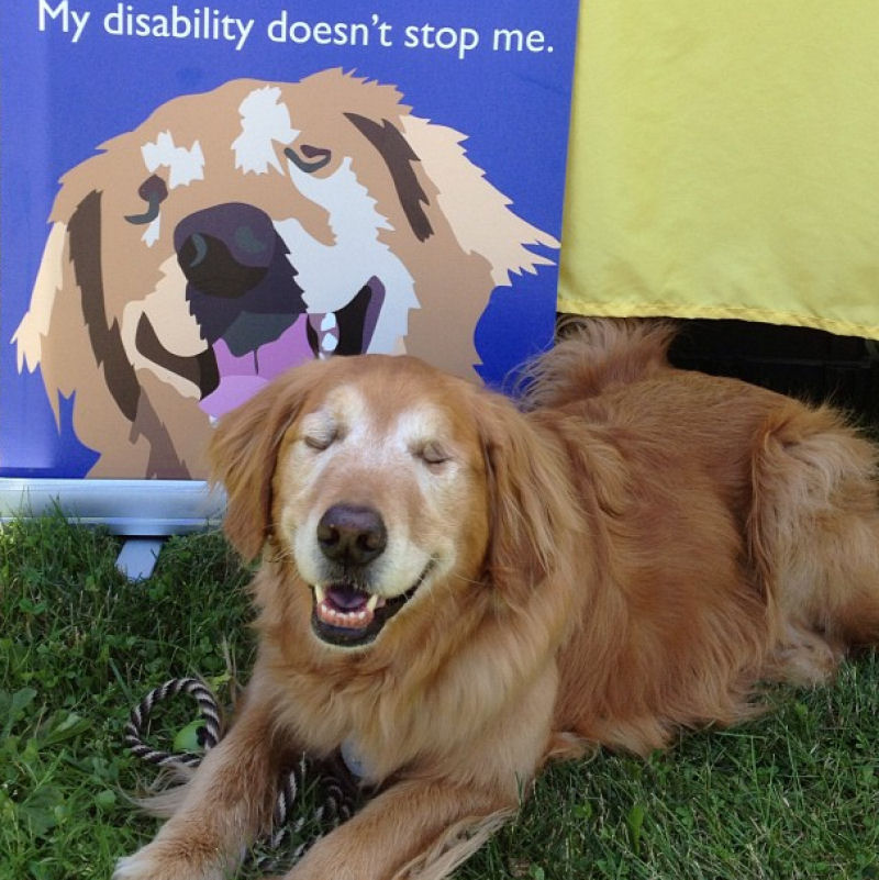 Conheça Dutchess, uma adorável cadela cega que ajuda na terapia de autistas 01
