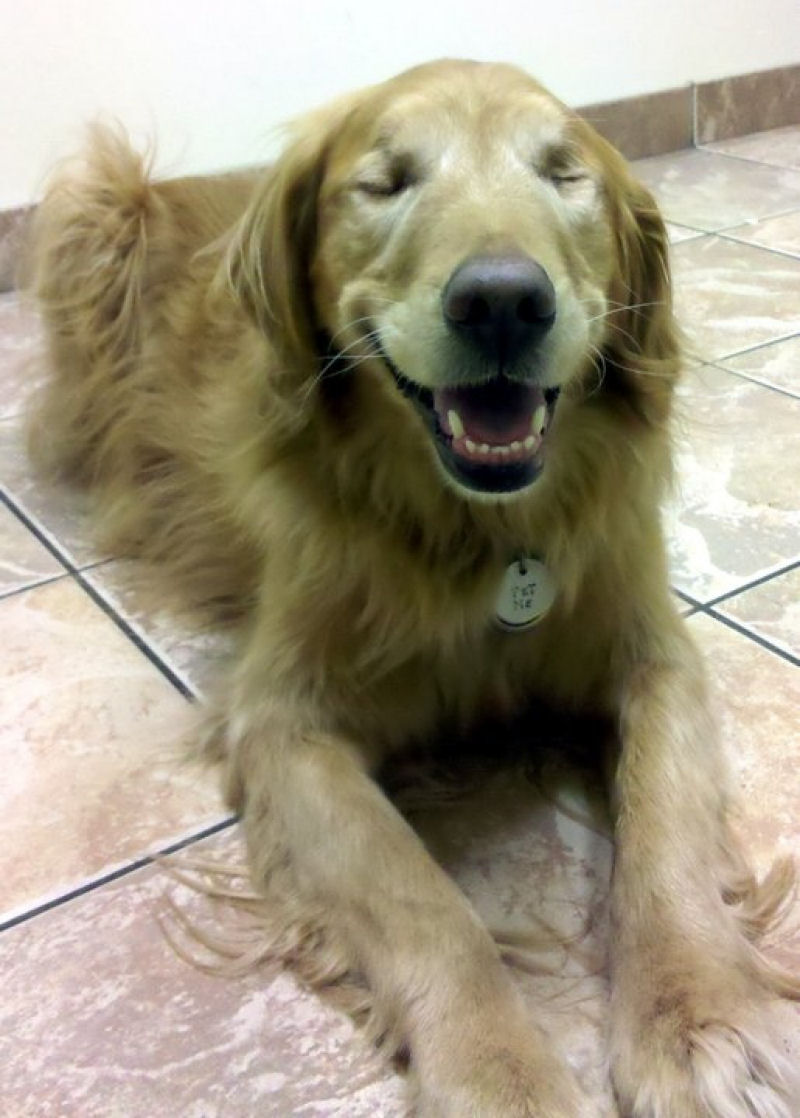 Conheça Dutchess, uma adorável cadela cega que ajuda na terapia de autistas 02