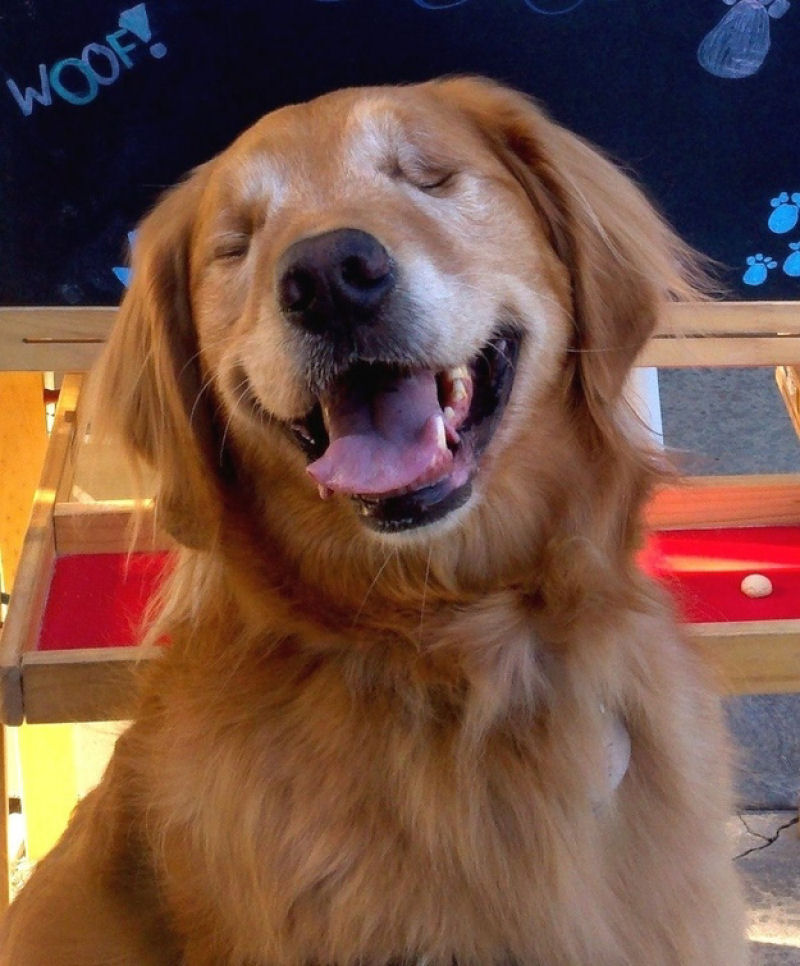 Conheça Dutchess, uma adorável cadela cega que ajuda na terapia de autistas 04