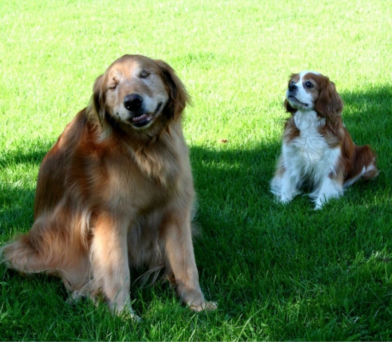Conheça Dutchess, uma adorável cadela cega que ajuda na terapia de autistas 06