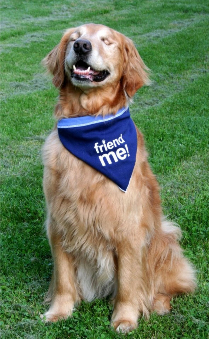 Conheça Dutchess, uma adorável cadela cega que ajuda na terapia de autistas 08