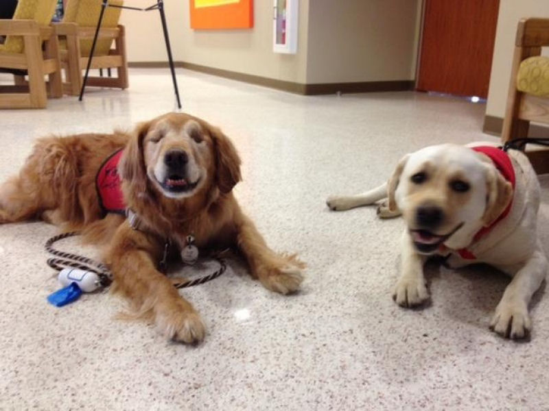 Conheça Dutchess, uma adorável cadela cega que ajuda na terapia de autistas 09