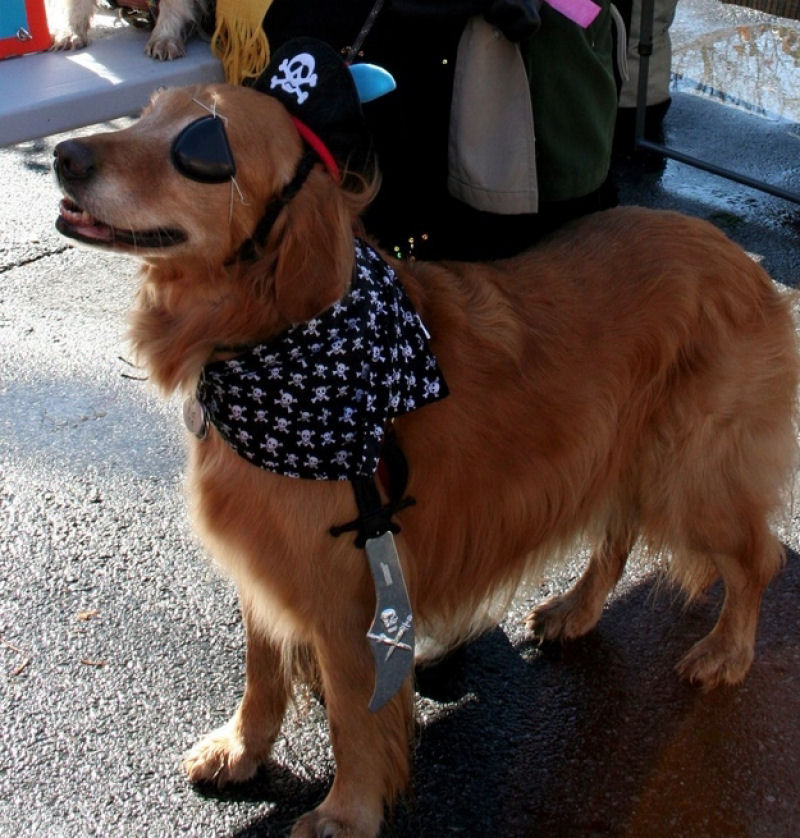 Conheça Dutchess, uma adorável cadela cega que ajuda na terapia de autistas 10