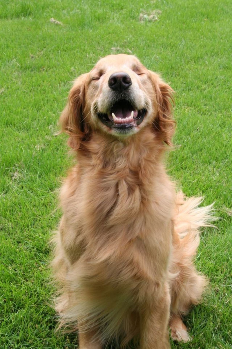 Conheça Dutchess, uma adorável cadela cega que ajuda na terapia de autistas 12