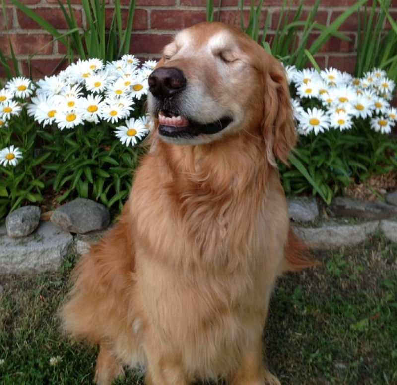 Conheça Dutchess, uma adorável cadela cega que ajuda na terapia de autistas 13