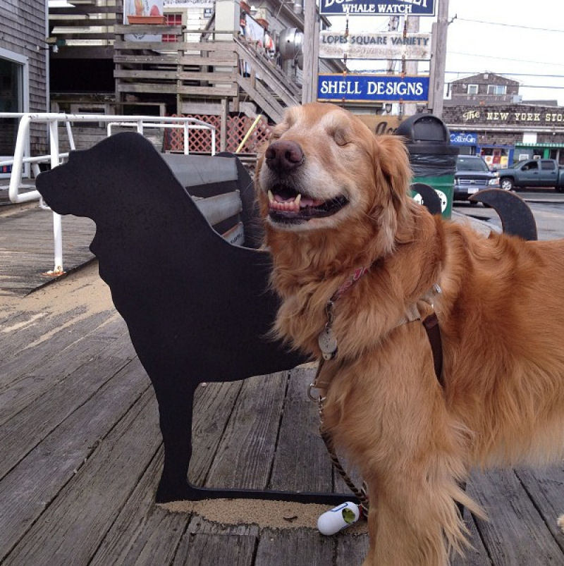 Conheça Dutchess, uma adorável cadela cega que ajuda na terapia de autistas 15