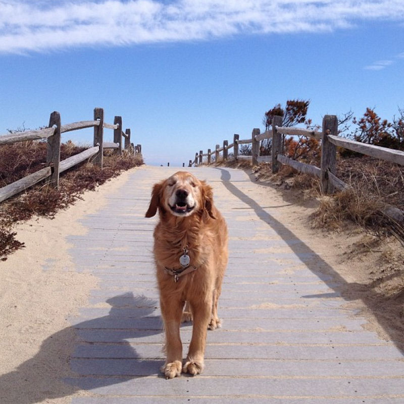 Conheça Dutchess, uma adorável cadela cega que ajuda na terapia de autistas 16