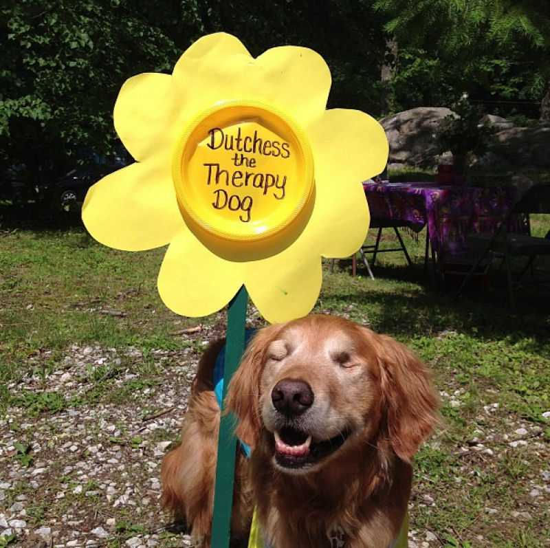 Conheça Dutchess, uma adorável cadela cega que ajuda na terapia de autistas 18