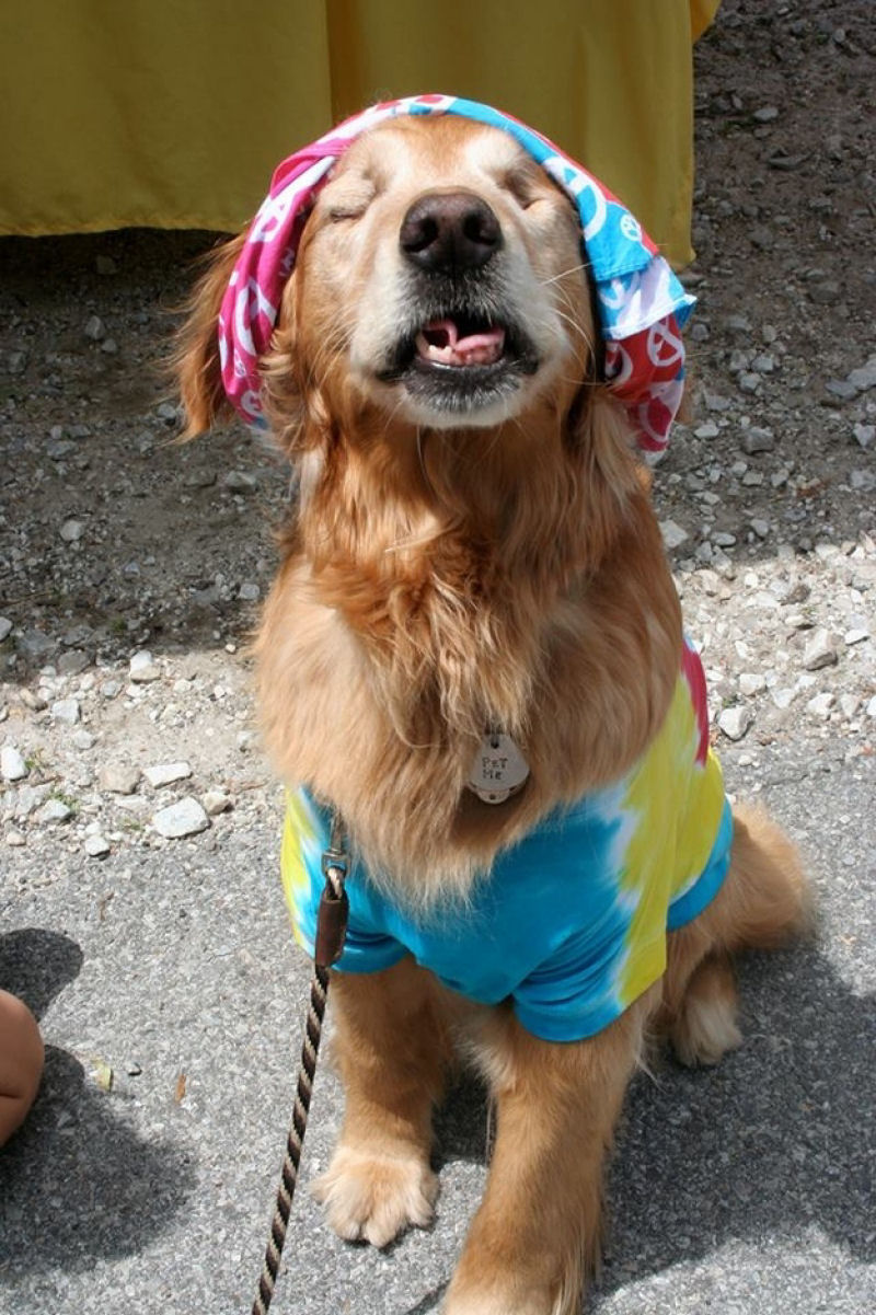Conheça Dutchess, uma adorável cadela cega que ajuda na terapia de autistas 20